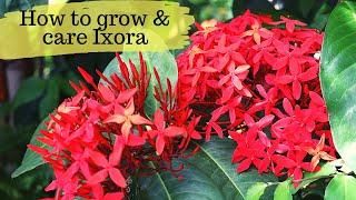 How to grow and care Ixora Plants Summer Flowering plantHow to grow ixora plant from cutting [upl. by Tripp]