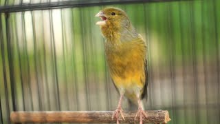 POWERFUL TRAINING OF BEAUTIFUL CANARY CHIRPING [upl. by Akel]