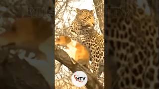 Leopard Catches Domestic Dog Unexpected Happened [upl. by Anayia891]