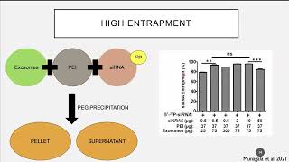 Webinar ExosomeMediated Delivery of Small Molecules RNA amp DNA for Development of Cancer Therapies [upl. by Eseenaj477]