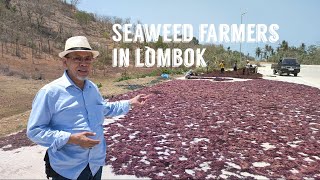 SEAWEED FARMERS IN LOMBOK [upl. by Balmuth]