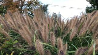 Pennisetum ‘Red Head’ Ornamental Grass  Garden Crossings [upl. by Hewart]