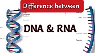 Difference between DNA and RNA DNA vs RNA dna rna viralvideo biology zoology [upl. by Cherise604]