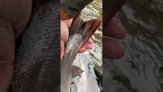 Quick amp Easy  Cowlitz River Coho Fishing [upl. by Ydor]