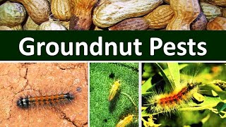 How to manage Insect Pests of Groundnut Arachis hypogaea [upl. by Daggett]