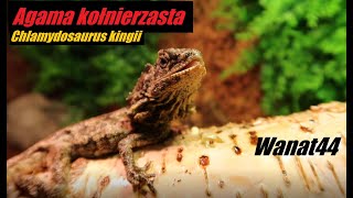 Chlamydosaurus kingii Agama kołnierzasta  Wanat44 [upl. by Platon]