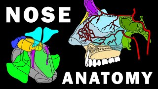 COMPLETE NOSE ANATOMY  Bones Sinuses Muscles Vascular Supply Innervation [upl. by Gone651]