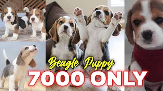 Beagle Puppy for just 7000 rupees  low price dog sale Kerala  ചെറിയ വിലയിൽ പപ്പീസ് എത്തിയിട്ടുണ്ട് [upl. by Charlean]