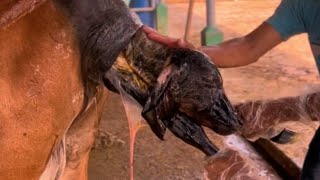 Helping Mom and Calf 🧑‍🌾 🐮🐮 [upl. by Yks]