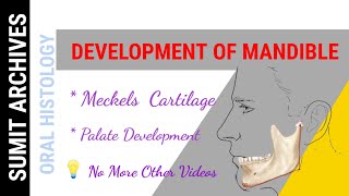 Mandible Development Meckels Cartilage 🌻 [upl. by Ax]