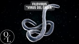 15 Filovirus Virus del Ébola [upl. by Welker]