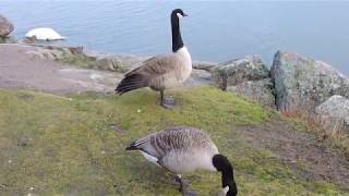 Kanadanhanhi Branta canadensis Helsinki Finland 14112017 [upl. by Reichel]