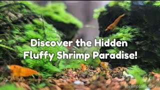 Hidden Shrimp Fluffy Bed Paradise [upl. by Krisha283]