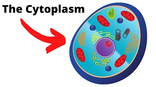 CytoplasmThe important fluid of the cell [upl. by Ayikur]