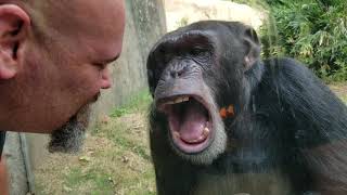 Chimpanzee interaction at Asheboro NC Zoo [upl. by Aridan]