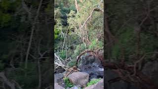 Yercaud Kiliyur falls yercaud yercaudhills [upl. by Sitnik15]