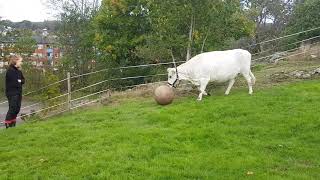 Cow plays fetch  1005400 [upl. by Noli]