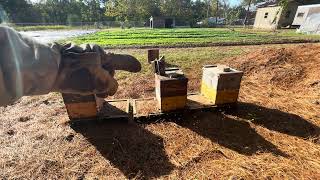 VLOG BALDERAS APIARY Recap Part 3 of 3 [upl. by Adroj55]