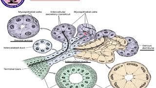 Histology Practical Salivary glands amp Pancreas [upl. by Casady]