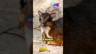 Fare Geyik Chevrotain animals [upl. by Luby]