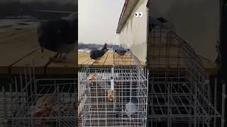 Pigeon 😱pigeon kabootar youtubeshorts shortsfeed ytshorts trending [upl. by Ecinad866]