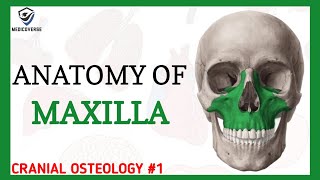 Maxilla Anatomy  Cranial osteology 1 [upl. by Pugh406]