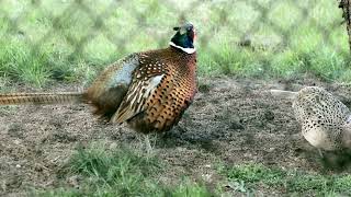 Para bażantów  A pair of pheasants [upl. by Winther]