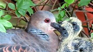 野鳥：キジバトの繁殖営巣から雛の巣立ちまで／Wild Birds Breeding of Oriental Turtle Dove [upl. by Yellas246]