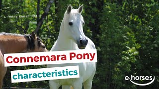 Connemara pony  characteristics origin amp disciplines [upl. by Adora324]