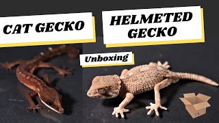 Helmeted Gecko and Cat Gecko Unboxing [upl. by Atnoed33]