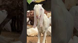 Sojat Goat Breed farming short goatfarming [upl. by Novyart772]