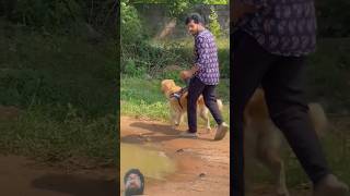 quotRain Can Make Your Golden Retriever Feel Badquotgreenscreen dog shortsfeed doglover subscribe [upl. by Crow171]