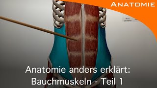 Bauchmuskeln Teil 1  Anatomie anders erklärt [upl. by Rosel]