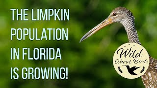 The Limpkin population in Florida is growing 2020 [upl. by Lodhia]