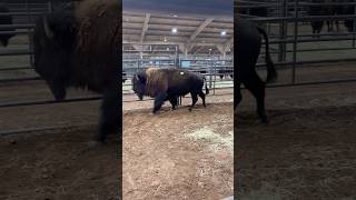 Bison Bull looking at the ladies bison oklahomabisonassociation [upl. by Auhs]