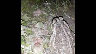 Sapos Argentinos Rhinella arenarus CANTO [upl. by Nagaer]