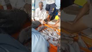 charna island fishing latest report sep2024 [upl. by Sperling900]