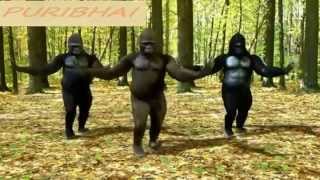 Jaalma Resham Filili Most Funniest Monkey Dance Ever Monkey Dance Cover by Ashish Puri [upl. by Mitran]