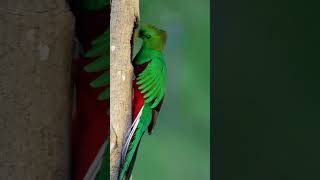 El Quetzal Joya Escondida de la Selva shorts animal aves animals [upl. by Yoshio]