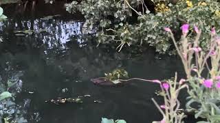 Beaver behaviour  breaking off a branch and swimming away with it [upl. by Pietro]