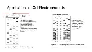 Chapter 192 Processes in Genetic Technology [upl. by Garey113]