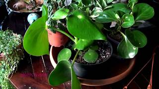 Peperomia Collection [upl. by Selway45]