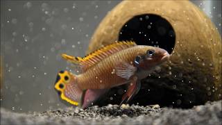 Pelvicachromis taeniatus nigeria red [upl. by Aneelak397]