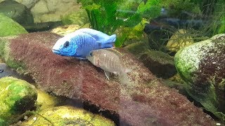 Haplochromis ahli Maulbrüter Eiablage [upl. by Mattah856]