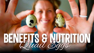 The Benefits and Nutrition of Quail Eggs [upl. by Lorain]