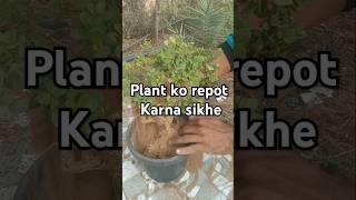 Jade plant crassula Plant ki Repoting repotting plant care plant ki dekhbhal [upl. by Annitsirhc30]