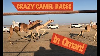 Crazy camel race in Oman on Masirah Island [upl. by Kobi586]