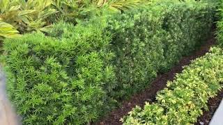 Podocarpus Hedge ScreenPrivacyPlanted and Guaranteed50 Years Experience Installing Large Trees [upl. by Ettegirb]