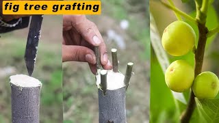 Grafting of fig tree  fig tree grafting  graft fig plant [upl. by Leanne]