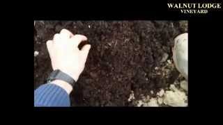 vine weevil traps VINEYARD PROTECTION VIDEO PART 3 [upl. by Nerral148]